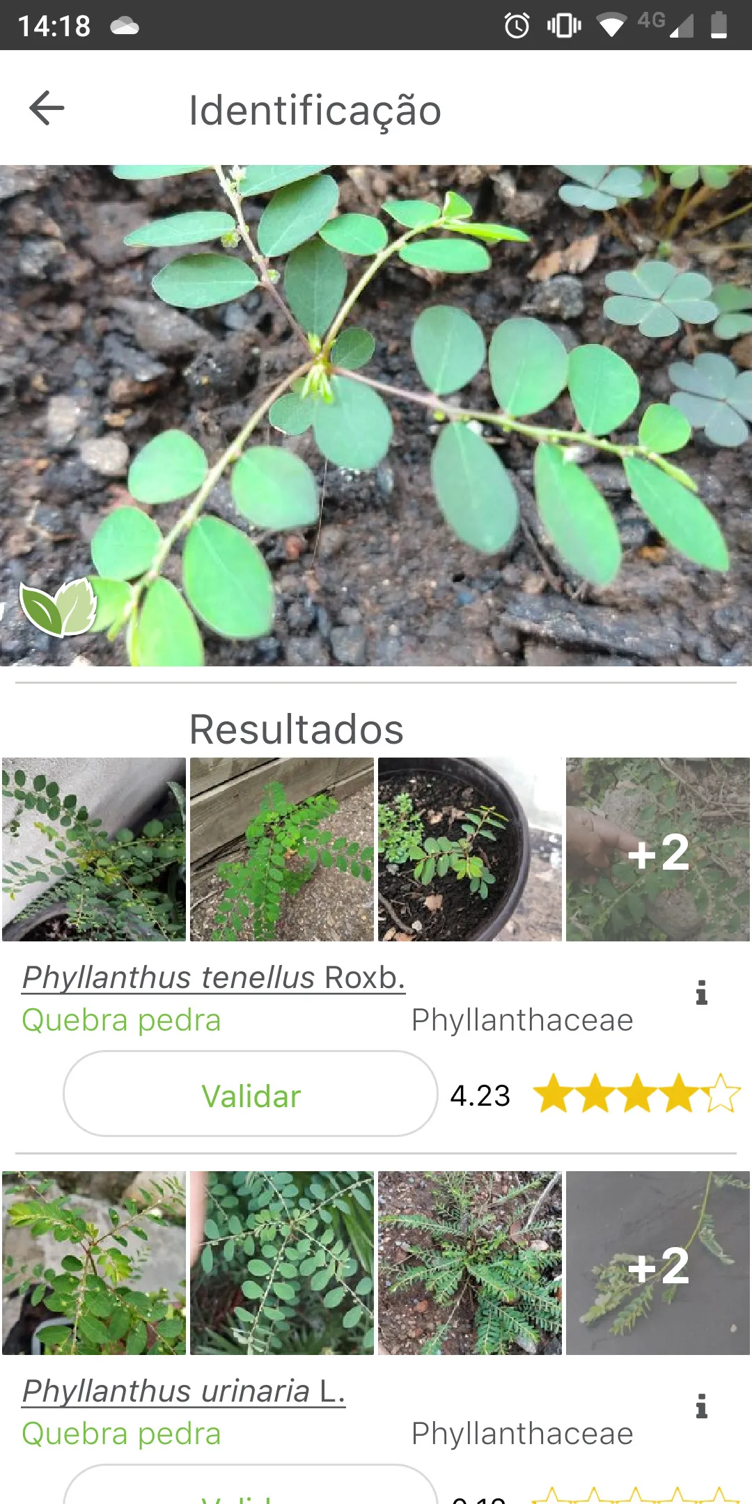 PlantNet identificar planta
